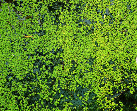 绿藻 浮萍