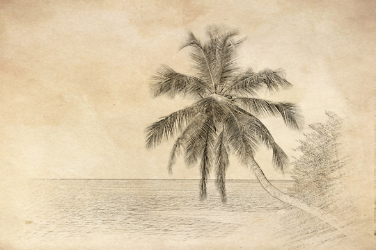 椰树 大海老照片