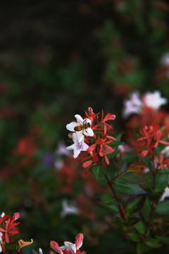 小花 蜜蜂