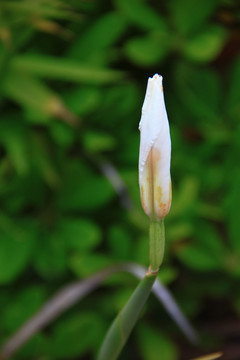 花蕾 花苞