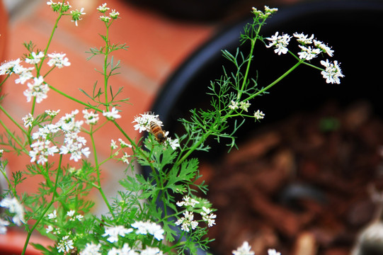 蜜蜂采蜜 香菜花