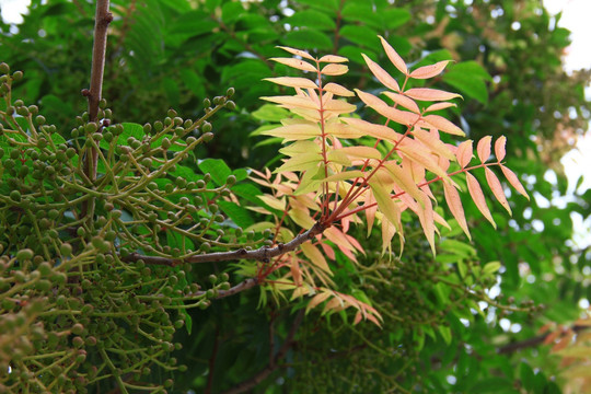 枝叶 花蕾