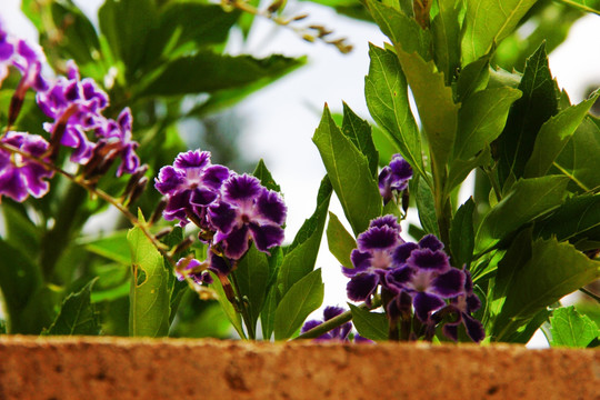 紫色花 花卉