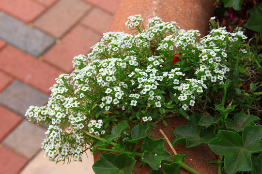 观赏植物 小花草