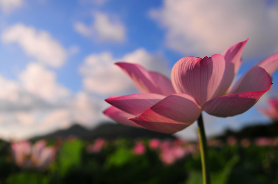 六月荷花 莲花 夏季荷花 莲蓬