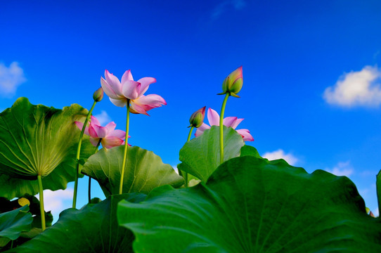 六月荷花 莲花 夏季荷花 莲蓬