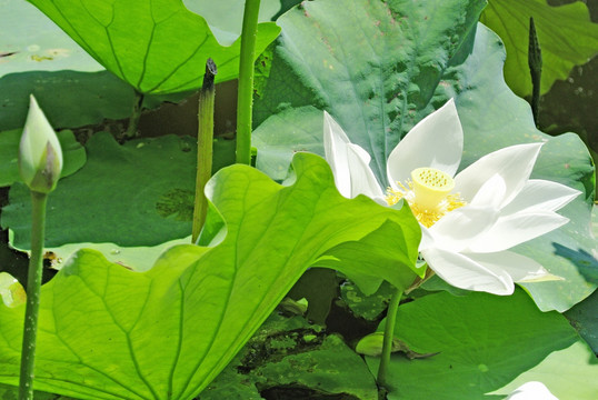 水墨荷花 白莲花高清特写