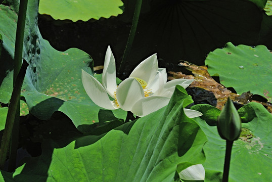 水墨荷花  莲叶背景 白莲花