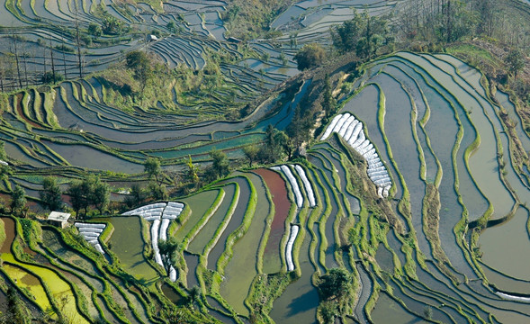 元阳梯田