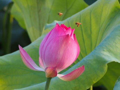 荷花 蜜蜂