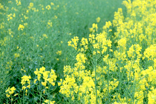 油菜花