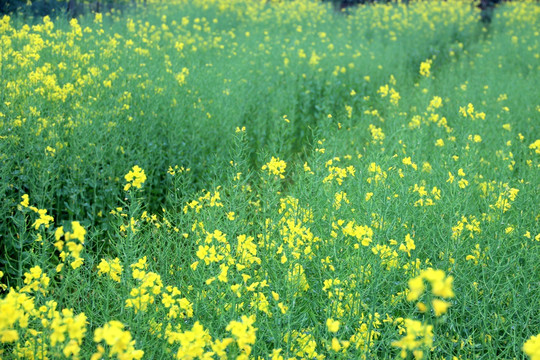 油菜花