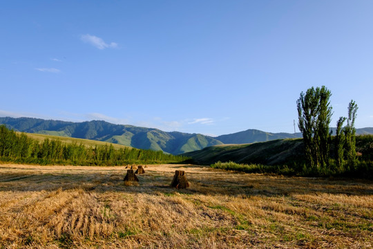 田野