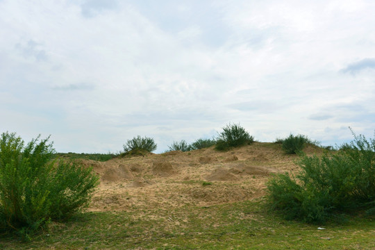 沙化草原