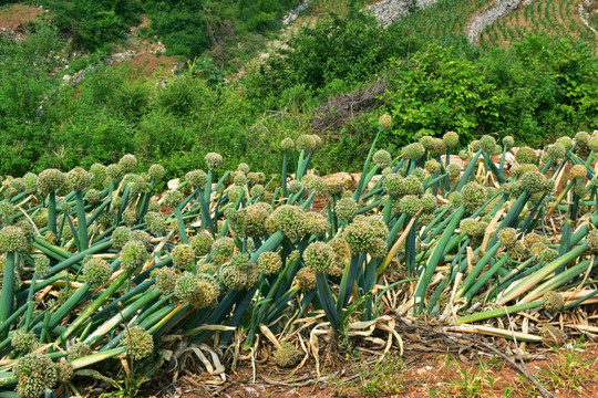 开花的葱