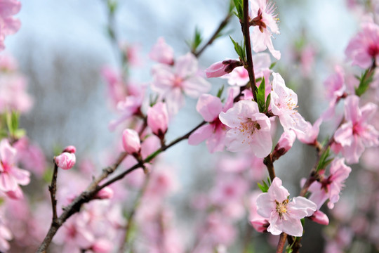 桃花  粉色桃花  桃花源