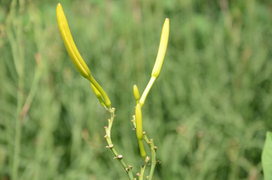 黄花菜