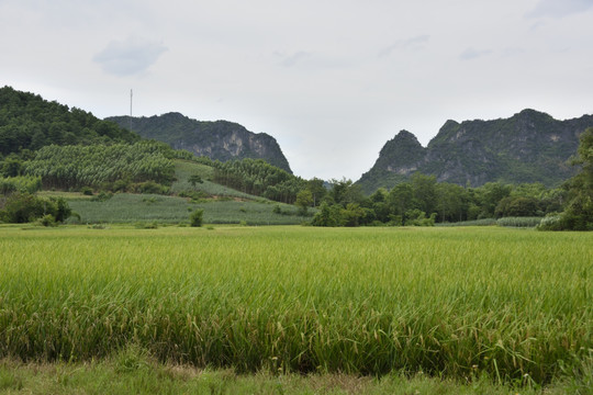 稻田