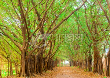 榕树古道