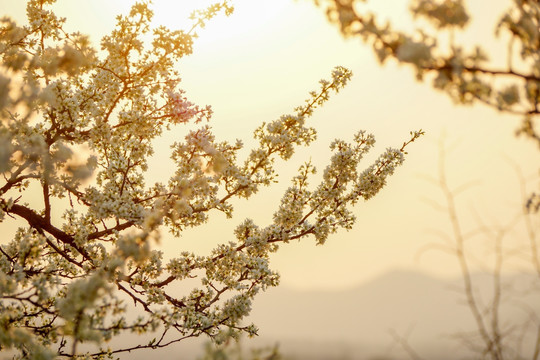 李子花 白花 花枝