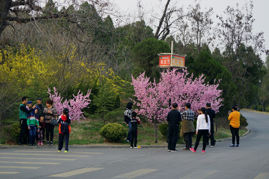 赏花