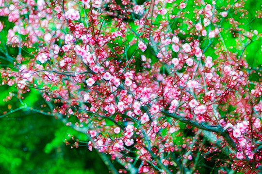 抽象花卉背景