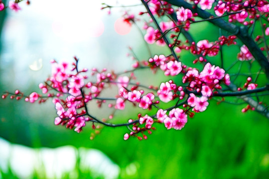 抽象花卉背景