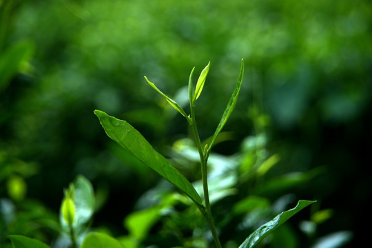 茶叶 茶园 茶山 茶林