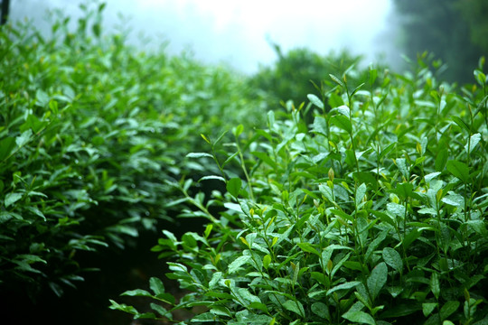 茶场 茶叶 种植 茶树 茶园