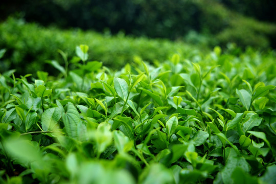 茶场 茶叶 种植 茶树 茶园