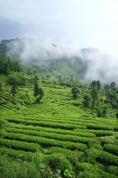 茶场 茶叶 种植 茶树 茶园