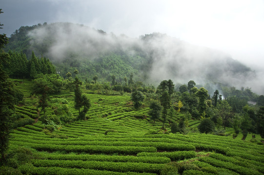 高山茶园 茶山 茶林