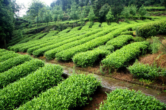 茶场 茶叶 种植 茶树 茶园