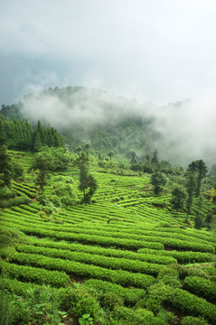 高山茶园 茶山 茶林