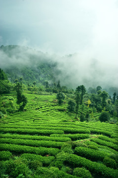 高山茶园 茶山 茶林