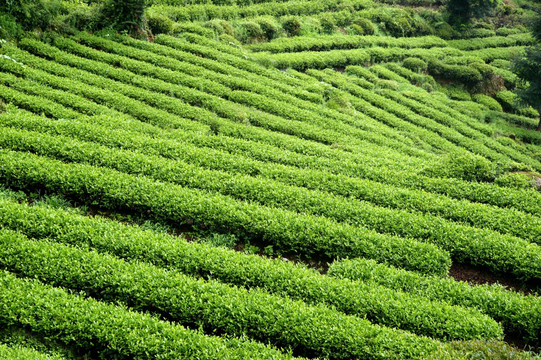 高山茶园 茶山 茶林