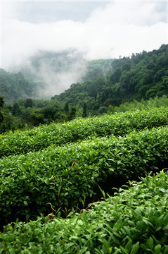 茶山 茶园 茶林