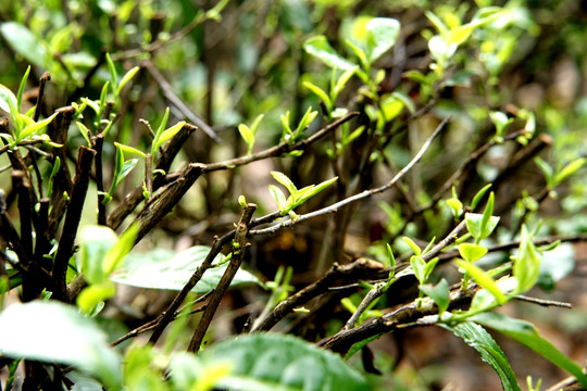 春茶 绿茶 茶园 茶山