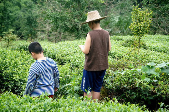 绿茶 茶园 茶山