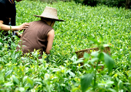 茶园除草