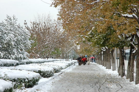 北京街头雪景