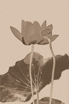 國(guó)畫荷花