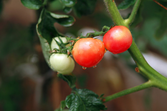 圣女果 西红柿 小番茄 成熟
