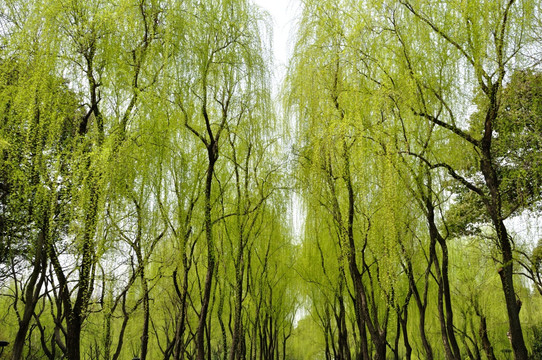 杭州柳浪闻莺风光