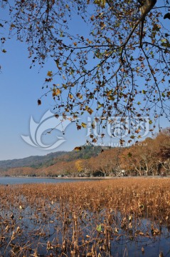 杭州西湖秋天风光