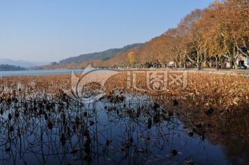 杭州西湖秋天风光