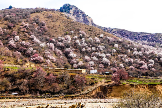 伊犁杏花沟