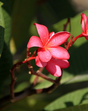 鸡蛋花