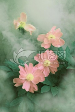 芍藥花裝飾畫