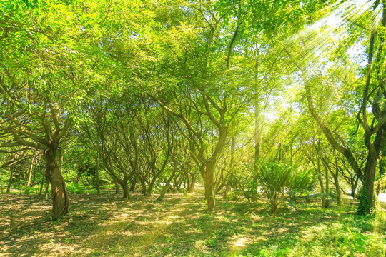 阳光绿树林